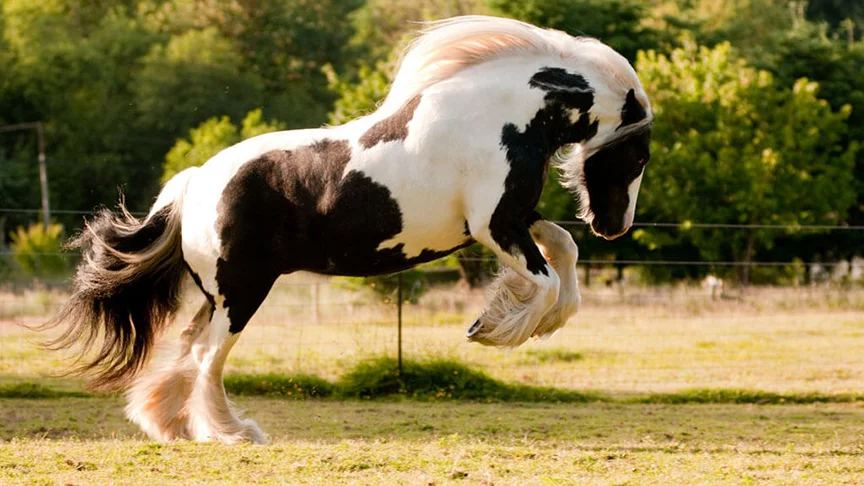 Gypsy Vanner - Chamado de Cavalo Cigano no Brasil.  Foi difundido por ciganos nativos do Reino Unido.