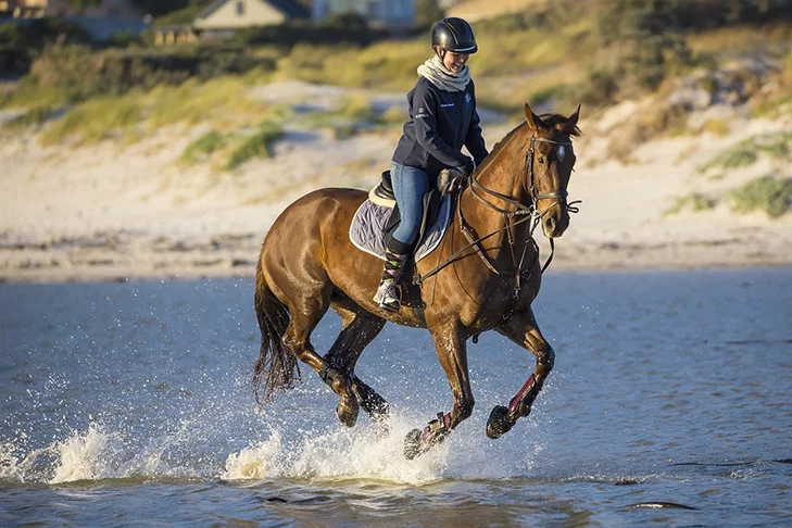 Saiba um pouco da história dessa espécie tão popular. Os cavalos começaram a ser domesticados por volta de 4.000 a.C. E até hoje estão presentes no dia a dia de milhões de pessoas. 