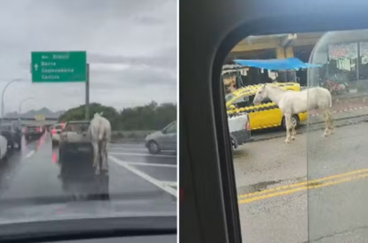 Em dezembro de 2024, um cavalo foi arrastado, preso a um carro, ao longo de uma ponte na Ilha do Governador. Pessoas revoltadas com a cena gravaram as imagens . 