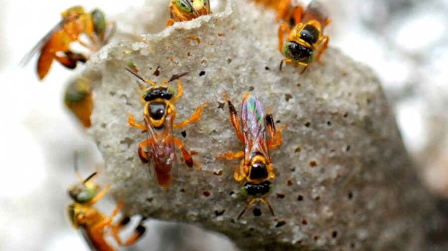 As abelhas com ferrão atrofiado provêm da meliponicultura, a criação de abelhas nativas no Brasil. Elas já existiam em território nacional antes da introdução da Apis Mellifera, trazida dos continentes europeu e africano.
