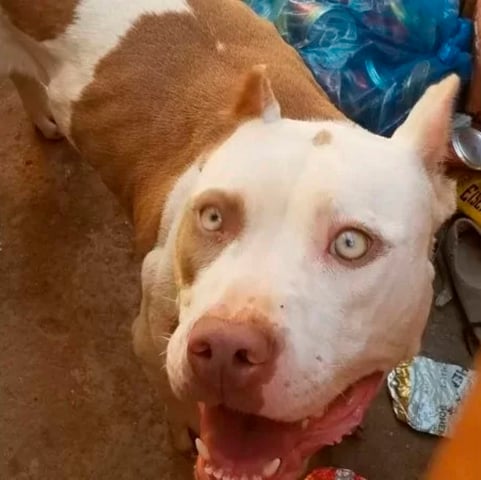 Um pitbull atacou duas jovens da própria casa onde ele havia sido adotado, no Distrito Federal. As vítimas, de 16 e 18 anos, foram feridas na perna, braço e mão. O cão (foto) foi apreendido pela polícia.  