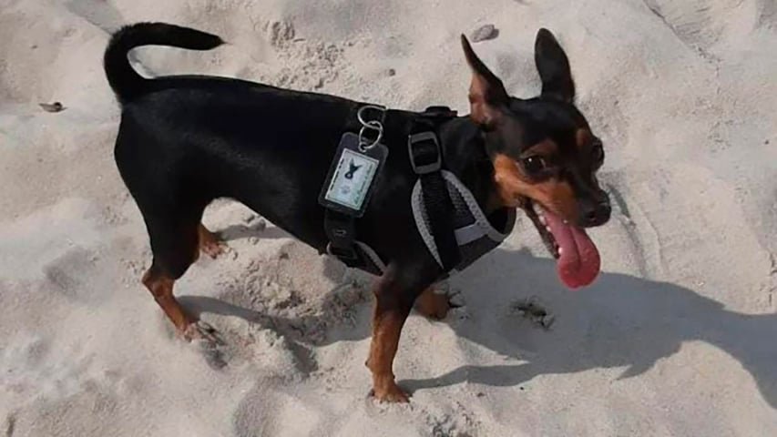 A cadelinha Jolie (foto), de 1 ano, foi morta por um pitbull ao passear no Rio de Janeiro. O pitbull pertencia ao dono de uma banca onde eles pararam para ver CDs. Estava sem coleira e sem focinheira. -reprodução redes sociais 