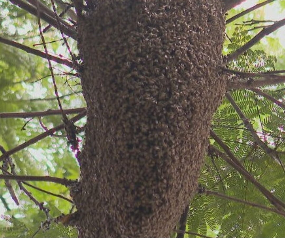 As abelhas africanas, que se amontoam nos galhos e nos troncos,  são conhecidas por atacarem com alguma facilidade e por ficarem furiosas caso alguém tente mexer na colmeia.  