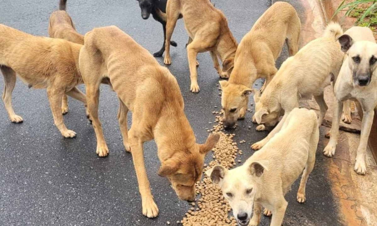 Mensagens em um grupo de WhatsApp registram coment&aacute;rios como: &quot;Tinha que ter como mandar fazer sab&atilde;o. Igual quando eu era crian&ccedil;a&quot;, diz um cond&ocirc;mino. &quot;Acho que teria que dar um jeito de sacrificar&quot;, argumenta outro -  (crédito: Aquivo pessoal)