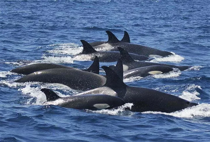As orcas se espalham por diversas partes do mundo. Recentemente, o governo de Portugal proibiu barcos turísticos de se aproximarem de orcas.