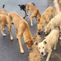 Moradores de condomínio cogitam medidas agressivas contra cães de rua 