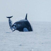Pra quem não viu: pesquisadores flagram ataque de orcas a golfinho no Chile - Divulgação Luis Aguillar Cetalab 