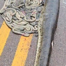 Cobra prenhe é atropelada em estrada e expele mais de 100 filhotes - Reprodução de vídeo redes sociais 