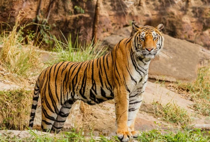 Os tigres-siberianos têm uma importância cultural e simbólica significativa, especialmente na Ásia, onde são considerados símbolos de força, coragem e poder.