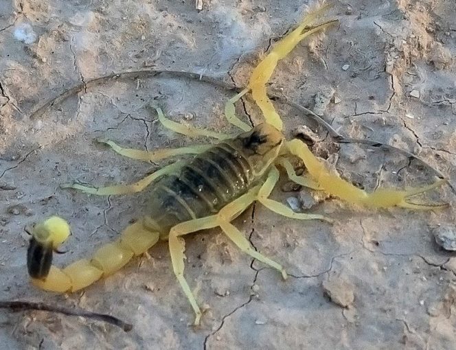 Além disso, o escorpião amarelo da Palestina é facilmente reconhecido pela sua coloração amarela brilhante e suas pernas longas e finas.