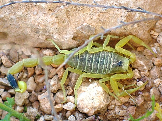 Pois sim, o veneno do escorpião amarelo da Palestina, considerado um dos escorpiões mais perigosos do planeta, é o líquido mais valioso do mundo. 