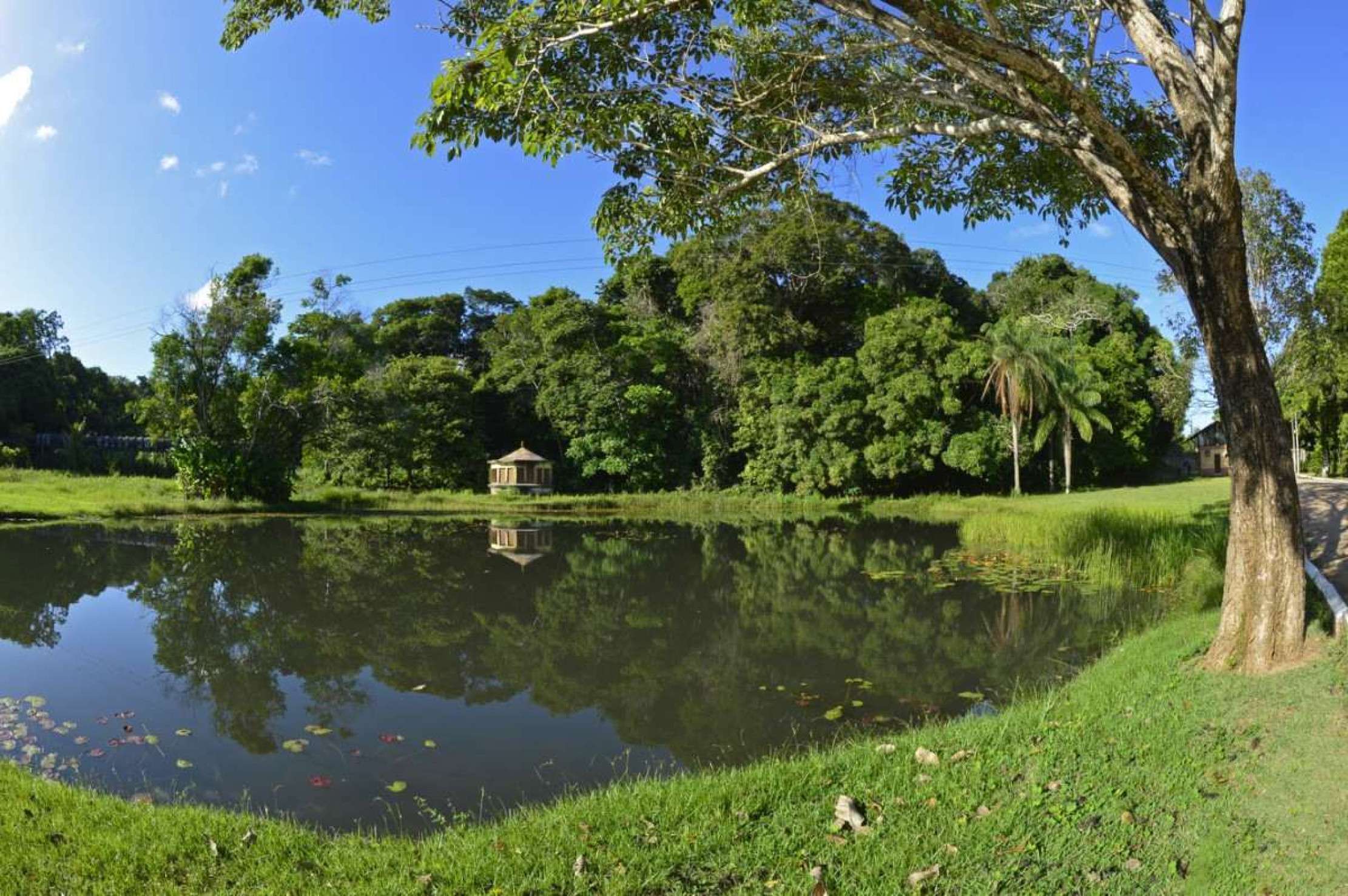  Explore o verde ao redor ao visitar o Jardim Botânico de João Pessoa  