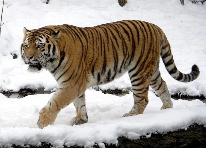 Os tigres-siberianos são conhecidos por seu tamanho impressionante, podendo medir até 3,3 metros de comprimento, incluindo a cauda, e pesar até 320 kg no caso dos machos. 