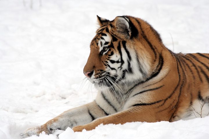 No início dos anos 1940, a população chegou a cair para menos de 40 indivíduos, colocando esses animais à beira da extinção. 