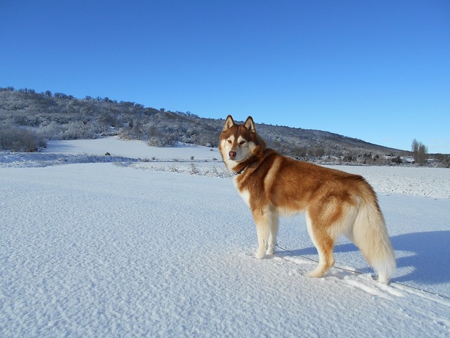 Seus corpos são bem adaptados ao clima frio, com uma pelagem dupla espessa que os mantém aquecidos. Em termos de temperamento, os huskys siberianos são geralmente afetuosos, amigáveis e sociáveis, tanto com humanos quanto com outros animais. 