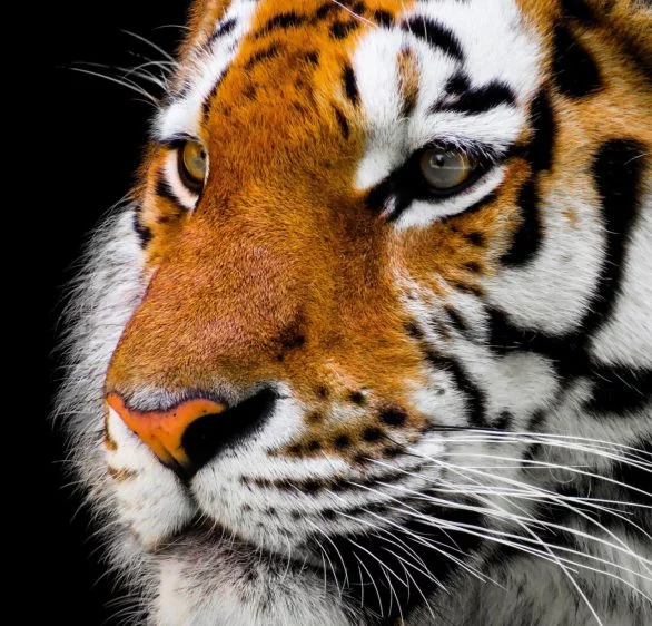 Durante muito tempo, a caça predatória em busca de suas peles reduziu drasticamente a população desses tigres, levando à sua extinção no Cazaquistão, um de seus principais habitats na Ásia Central.