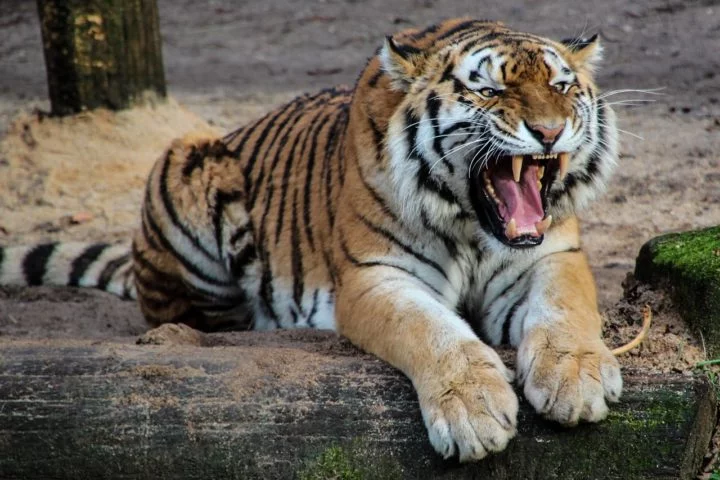 Segundo a National Geographic, o objetivo é estabelecer uma população saudável de cerca de 50 tigres-siberianos até 2035. Saiba mais sobre este animal fabuloso!