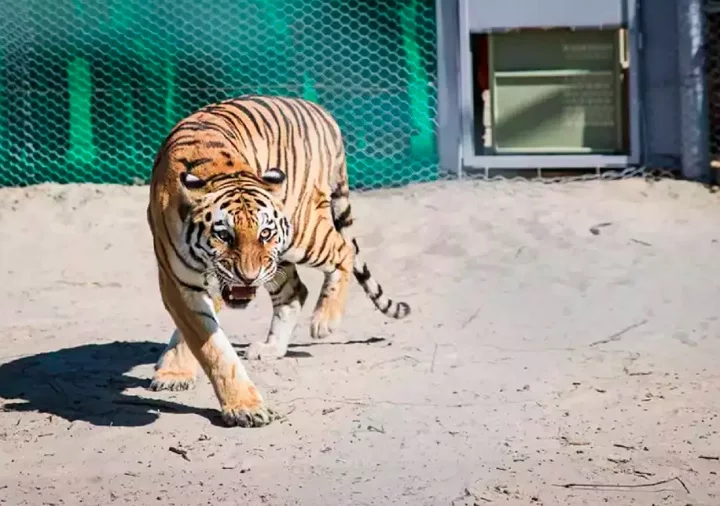 A expectativa agora é que seus futuros filhotes sejam soltos na natureza, tornando-os os primeiros tigres selvagens a habitar a região em décadas.