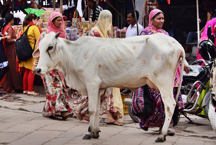 Na Índia, os animais estão ligados à religião, mais especificamente à reencarnação de deuses referentes ao Hinduísmo, que é a doutrina seguida por cerca de 1 bilhão de pessoas no país. 