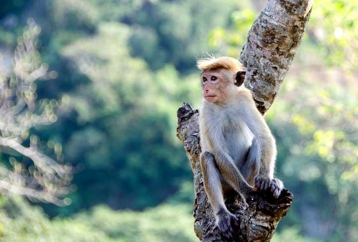 Apesar do sucesso no experimento, o macaco quimérico teve insuficiência respiratória e hipotermia e viveu por apenas 10 dias.