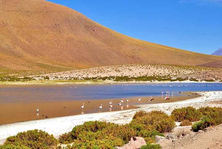 E encerrando o passeio está o Deserto do Atacama, o mais alto e seco do mundo. Paisagens espetaculares, com vulcões, salares, lagunas, formações rochosas e um céu estrelado incomparável. Os passeios em San Pedro de Atacama contemplam Vale da Lua e Vale da Morte, Piedras Rojas, entre outros clássicos.