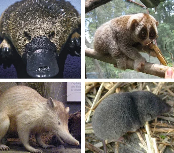 Veja os únicos mamíferos que são venenosos - Montagem Flipar
