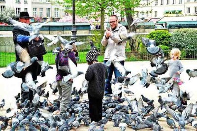 Os pombos são uma das aves mais populares do mundo devido à sua capacidade de adaptação, convivência próxima com humanos e seu simbolismo em diversas culturas, incluindo a paz e a comunicação. Encontrados em zonas urbanas, eles prosperam graças à abundância de alimentos e abrigo proporcionados pelas cidades. -  (crédito:  Imagem de Thomas Buchenberger por Pixabay)