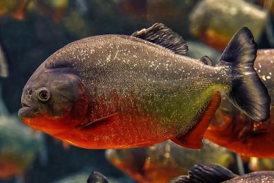 As piranhas são peixes famosos por devorarem  animais em questão de  segundos. E volta e meia elas protagonizam alguma cena que choca e aterroriza as pessoas.  -  (crédito: Imagem de Rethinktwice por Pixabay )