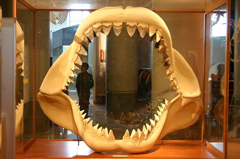 Desde a primeira metade do sÃ©culo XIX a ciÃªncia sabe que a criatura monumental existiu graÃ§as ao achado dos dentes triangulares fossilizados. Em grego arcaico, megalodonte significa â??dente grandeâ?.