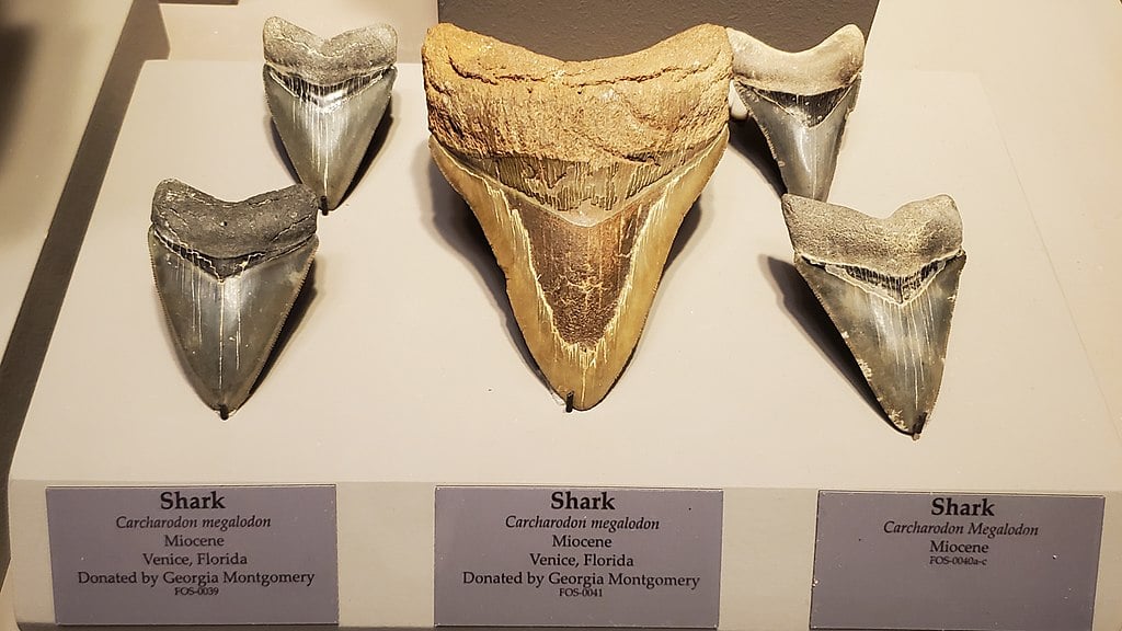 Em relação aos hábitos alimentares do megalodonte, os estudos também divergem. Eles são feitos a partir da análise química da dos dentes fossilizados.