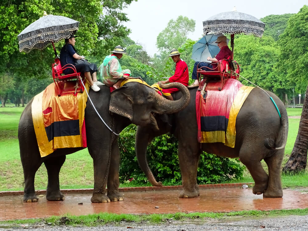 No entanto, há quem critique a forma como hoje, mesmo sendo culturalmente considerado sagrado, o elefante é explorado no turismo, carregando pessoas e às vezes ficando até curvado com isso. 