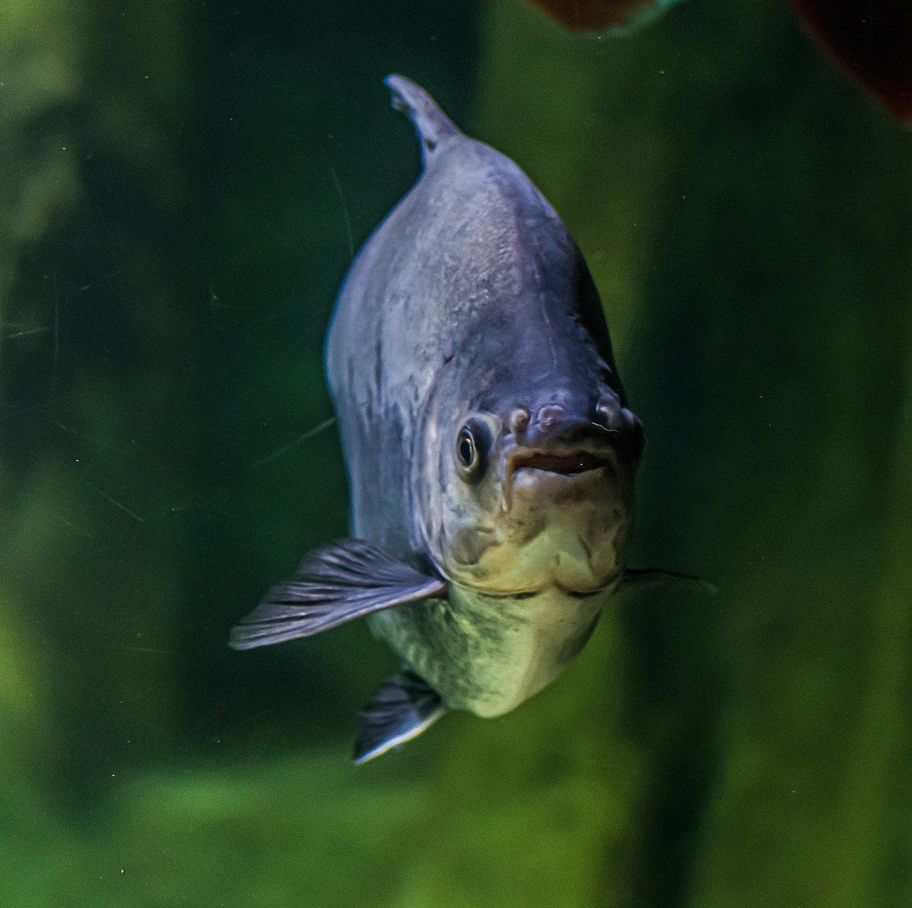 As piranhas são frequentemente associadas a comportamentos agressivos em cardumes, especialmente durante a alimentação. Mas, apesar da fama, elas se alimentam principalmente de frutos e  pequenos peixes, sem representarem perigo significativo para humanos.