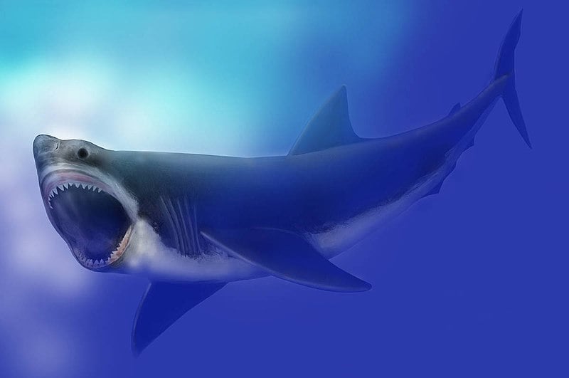 A extinção do megalodonte ocorreu quando a humanidade nem sequer existia, há cerca de 3,5 milhões de anos. Ou seja  toda a existência daquela espécie foi muito antes..