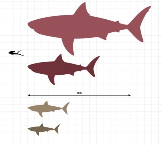 Caso essas medidas sejam reais, os megalodontes tinham dimensão até quatro vezes maior que a do tubarão-branco, o maior predador entre os tubarões.