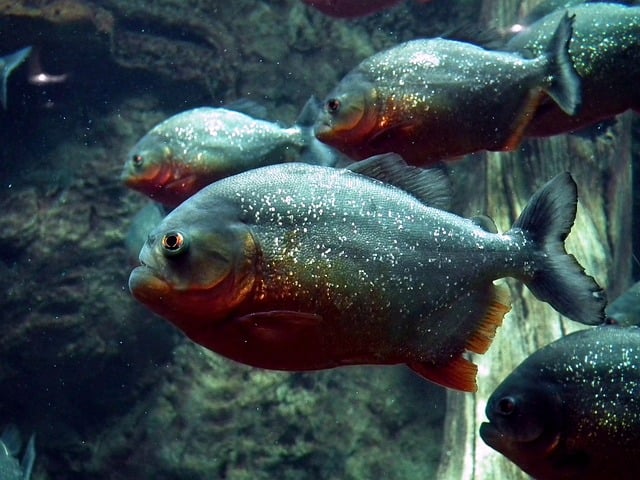 Mas também são encontradas em outras regiões da América do Sul, como o Pantanal e o Rio Paraná. Esses peixes preferem águas calmas e turvas, onde podem se esconder e caçar.