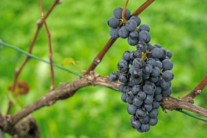 Além disso, a região é um paraíso para os amantes do vinho, já que está situada na entrada da rota dos vinhos da Borgonha.
