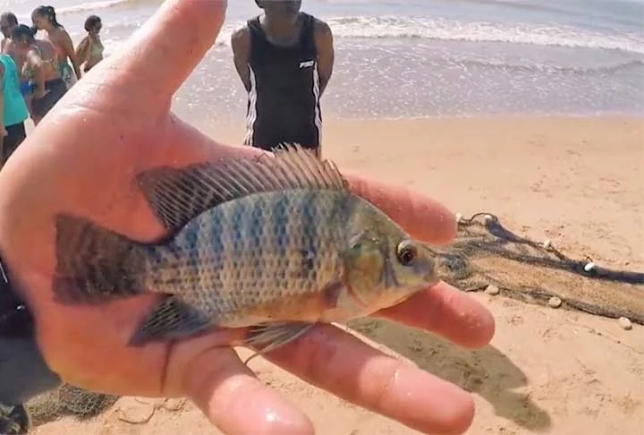 “Surgiram vídeos na internet feitos na região de Arraial do Cabo, no Rio de Janeiro, que mostravam a presença de cardumes de tilápias no mar. Essa é uma região de água muito fria e salina, que sofre a influência de uma corrente oceânica que é profunda e que aflora na costa”, disse a ecóloga Ana Clara Sampaio Franco, da Universidade de Girona na Espanha, que liderou a pesquisa.