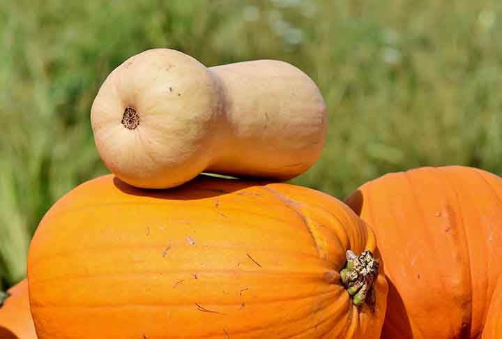 Os indígenas que primeiro habitaram o território brasileiro também cultivavam abóbora. Ela compunha com mandioca e milho os produtos agrícolas mais relevantes.
