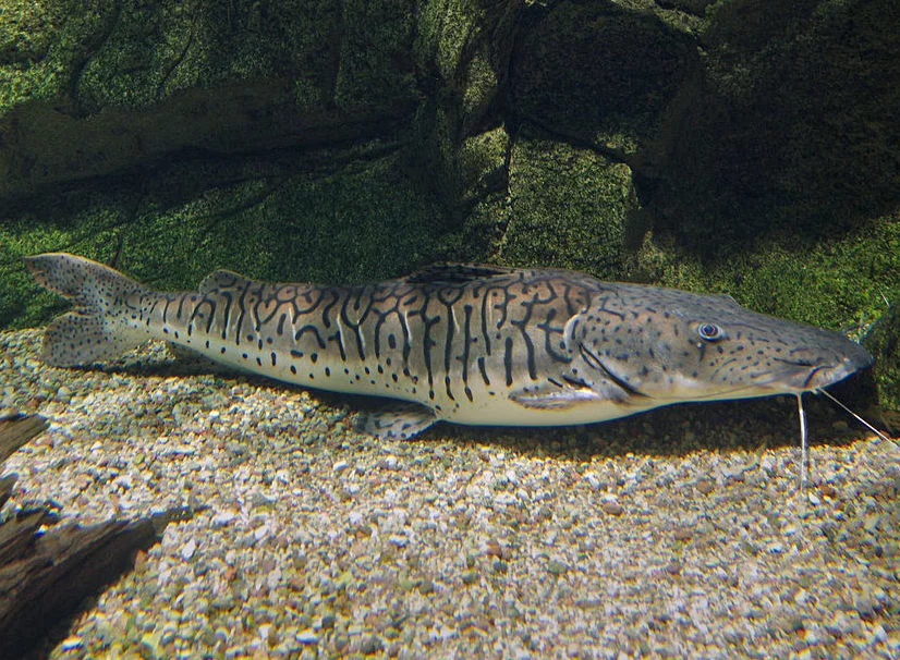 #6) Cachara: esse peixe tem uma cabeça achatada e o corpo alongado. É considerado um peixe de grande porte que pode atingir 1,2 m de comprimento e pesar até 20 kg. É encontrado nos estados do Acre, Amazonas, Maranhão, Pará, Piauí, Rio Grande do Sul e São Paulo.