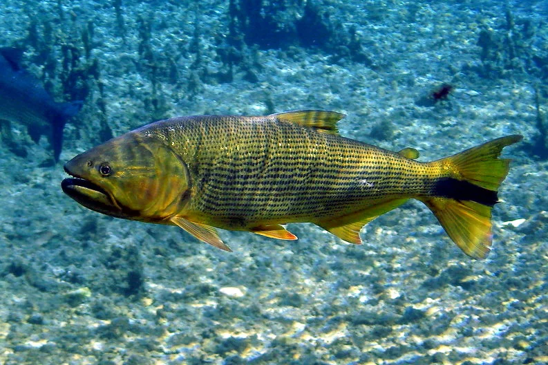 #8) Dourado: natural das bacias dos rios São Francisco e Paraná, o dourado pode atingir mais de 25 kg e alcançar 1 m de comprimento. Ele também se alimenta de peixes menores.