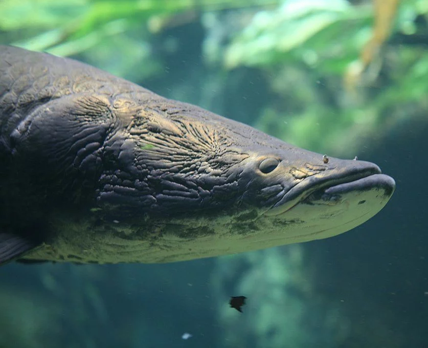 Naturalmente, eles podem ser encontrados nos rios da bacia Amazônica, geralmente em águas calmas e rasas e se alimentam de peixes como cascudo, pescada e tucunaré.