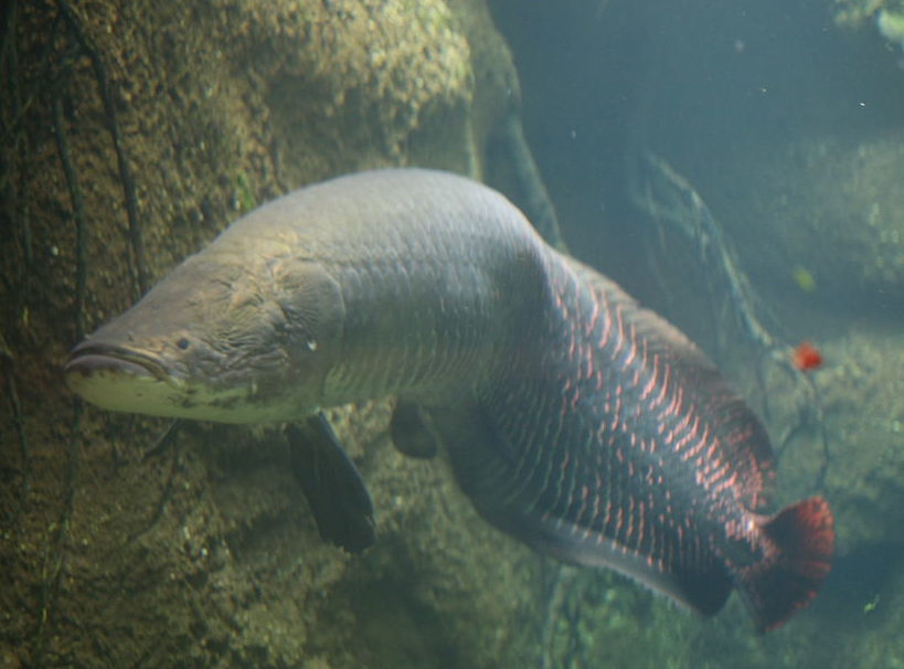 A exemplo da Paraíba, os “pirarucus gigantes” são cada vez mais raros de serem encontrados, principalmente por conta da pesca predatória.