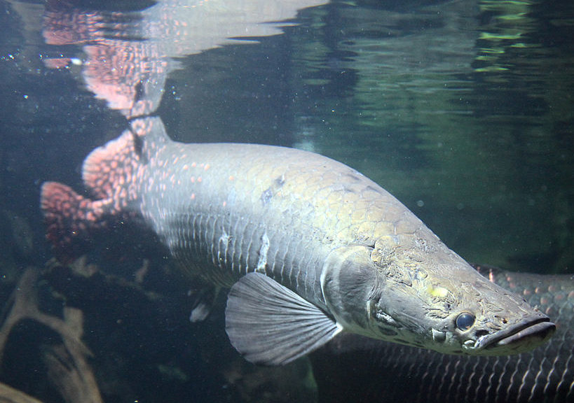 #1) Pirarucu: finalmente, o campeão dos peixões do Brasil é o famoso Pirarucu! Podendo atingir até 3 m de comprimento e 220 kg o pirarucu não só é considerado o maior peixe de água doce do Brasil, como também do mundo!