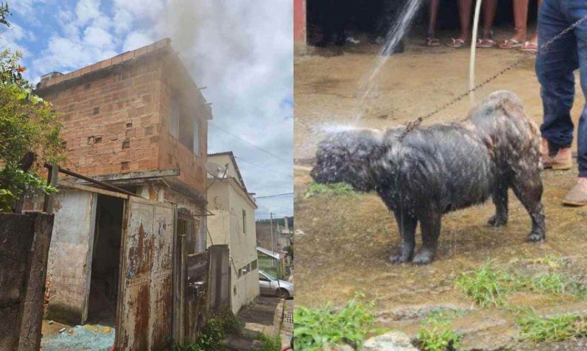 Os bombeiros resgataram os pets em segurança -  (crédito: CBMMG)