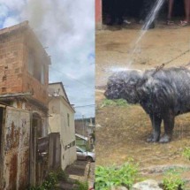 Bombeiros resgatam cachorros de casa em chamas em Juiz de Fora - CBMMG