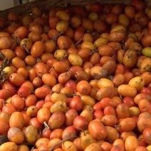 Jovem morre após engolir mais de 100 caroços de seriguela - Reprodução / redes sociais