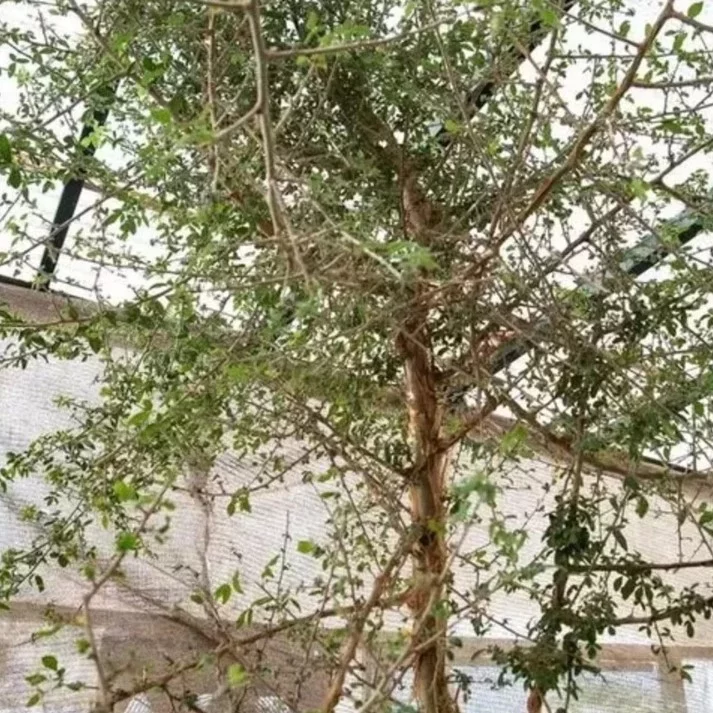 Na década de 1980, uma semente antiga, com mais de mil anos, foi encontrada em escavações arqueológicas em uma caverna localizada no deserto da Judeia, no Oriente Médio. Um grupo de pesquisadores decidiu plantá-la e cultivá-la em 2010. Com o tempo, veio o espanto: a árvore brotou e se desenvolveu. 
 -  (crédito: Sarah Sallon/Divulgação)