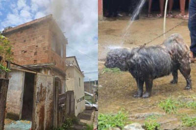 Os bombeiros resgataram os pets em segurança -  (crédito: CBMMG)