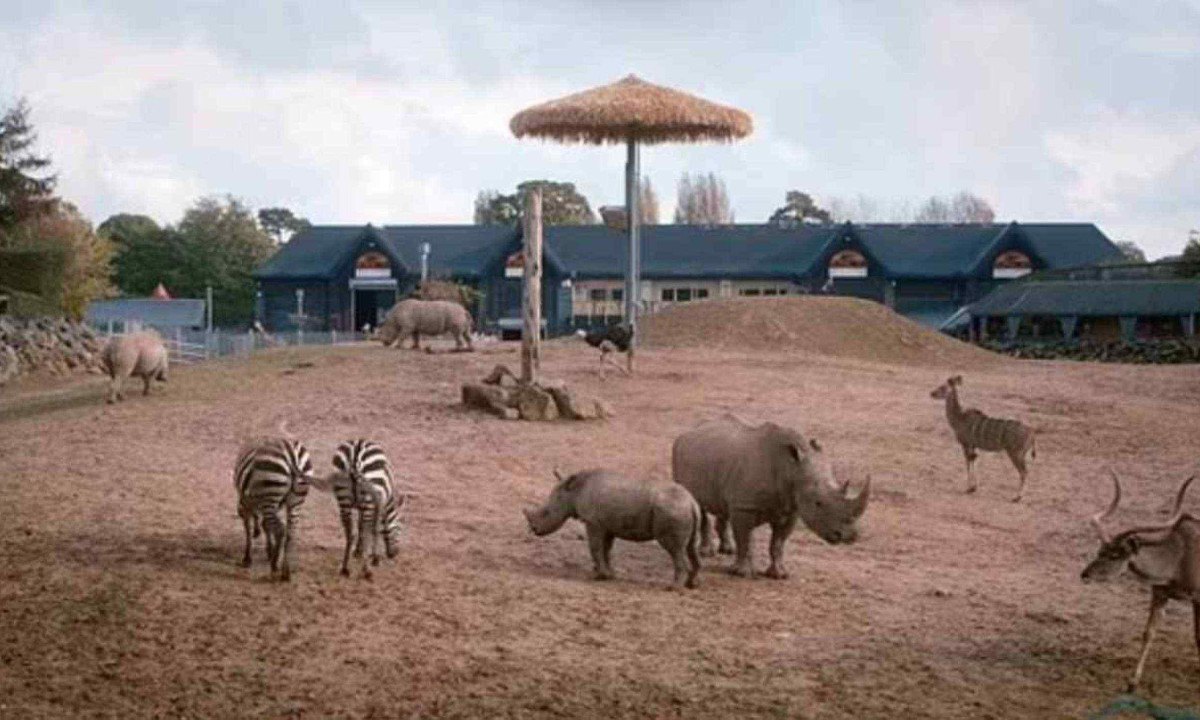 Área comum de animais africanos em zoológico inglês foi palco de ataque -  (crédito: Colchester Zoo / East Anglia News Service)