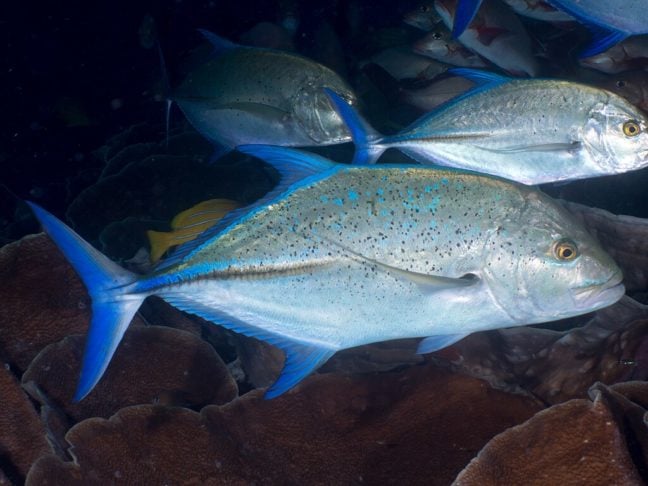 Com o aquecimento dos oceanos, o atum-rabilho está migrando para águas mais frias, como o litoral de Massachusetts e a Islândia, a uma velocidade de 4 a 10 km por ano. 